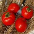 TOMATO ST PIERRE seed image