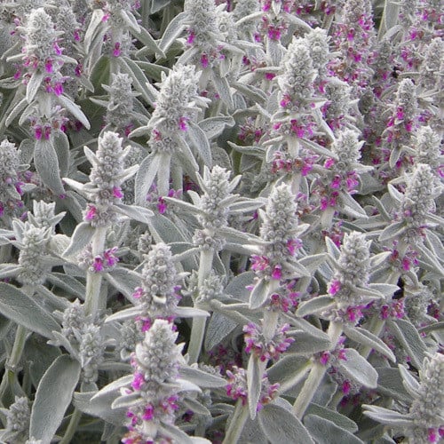 [Image: STACHYS-BYZANTINA.JPG?1495394166]