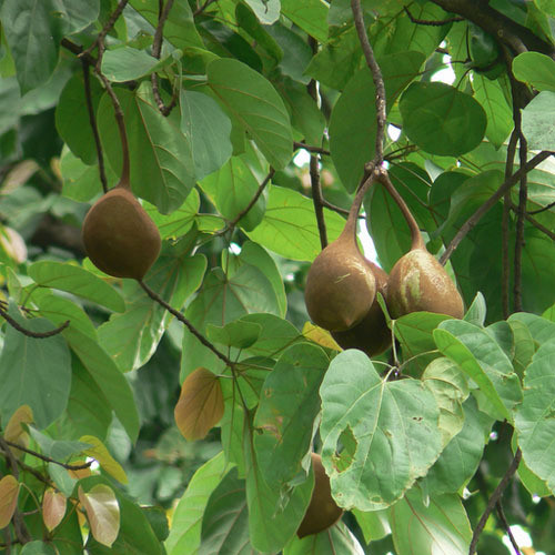 STERCULIA ALATA seed image