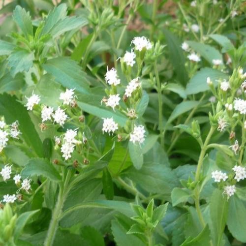 Stevia (Stevia rebaudiana) - 100 Seeds