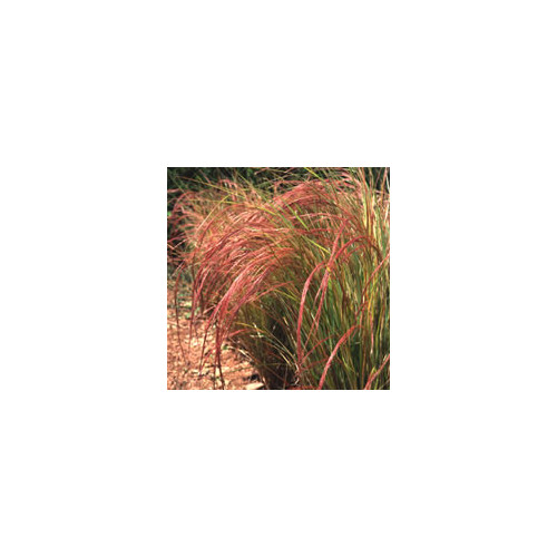 Plug Plants Stipa 12 x Pheasant Tails Grass