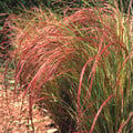STIPA ARUNDINACEA seed image