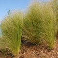 STIPA ELEGANTISSIMA seed image