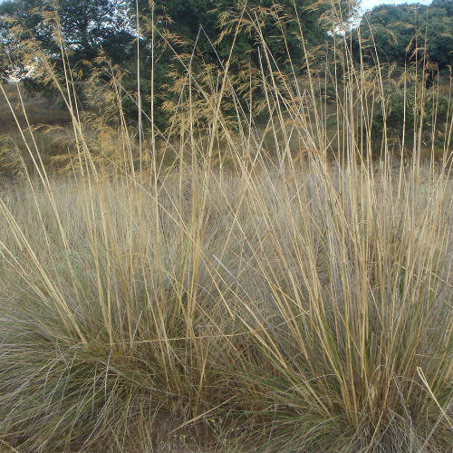 STIPA GIGANTEA seed image