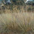 STIPA GIGANTEA seed image