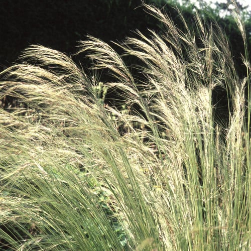 STIPA LESSINGIANA seed image