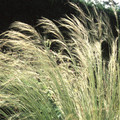 STIPA LESSINGIANA seed image