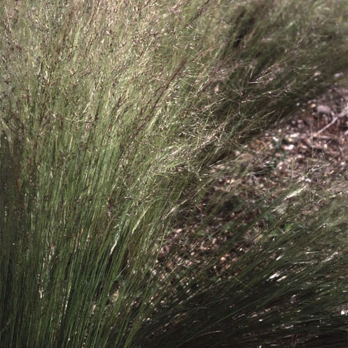 STIPA TENUIFOLIA seed image