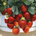 STRAWBERRY TEMPTATION seed image