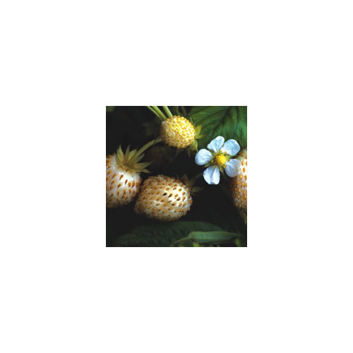STRAWBERRY 'WHITE DELIGHT' seed image