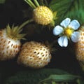 STRAWBERRY 'WHITE DELIGHT' seed image