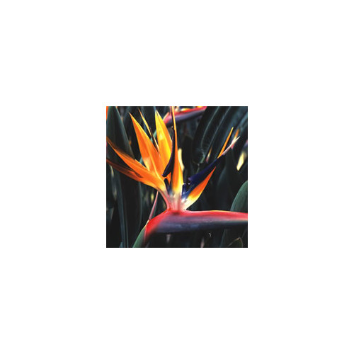 Strelitzia reginae