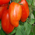 TOMATO STRIPED ROMAN seed image
