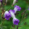 STROBILANTHES ATROPURPUREA 'BLUE LIPS' seed image