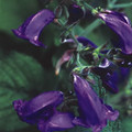 STROBILANTHES ATTENUATA seed image