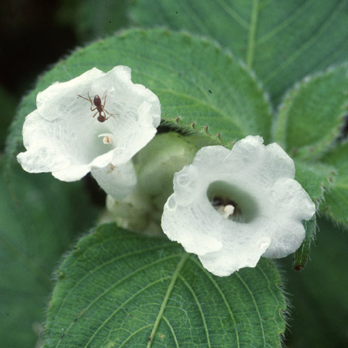 STROBILANTHES NUTANS seed image