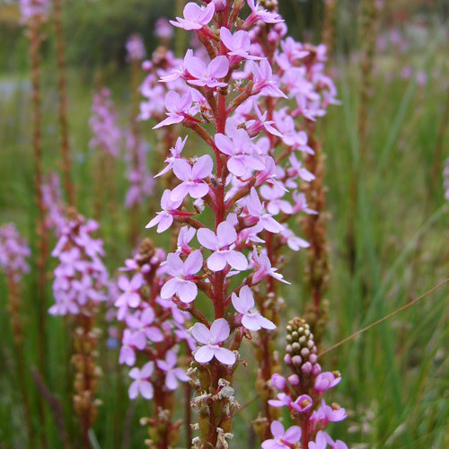 STYLIDIUM GRAMINIFOLIUM seed image