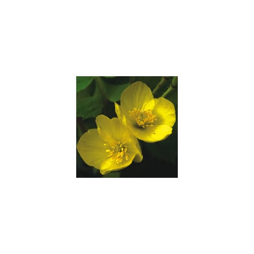 STYLOPHORUM LASIOCARPUM seed image