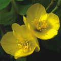 STYLOPHORUM LASIOCARPUM seed image