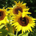 SUNFLOWER 'F1 KONG' seed image