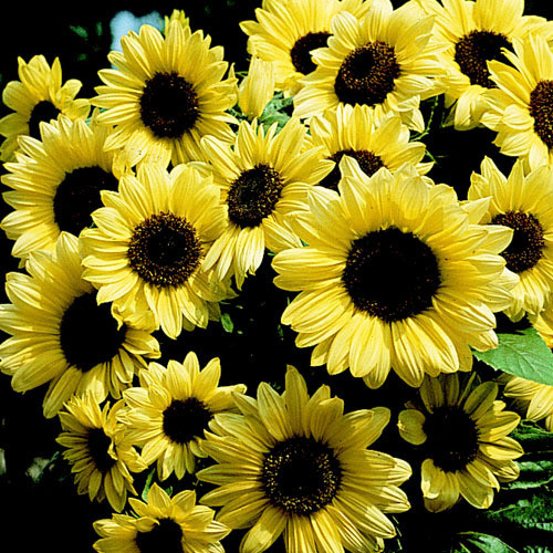 SUNFLOWER 'VALENTINE' seed image