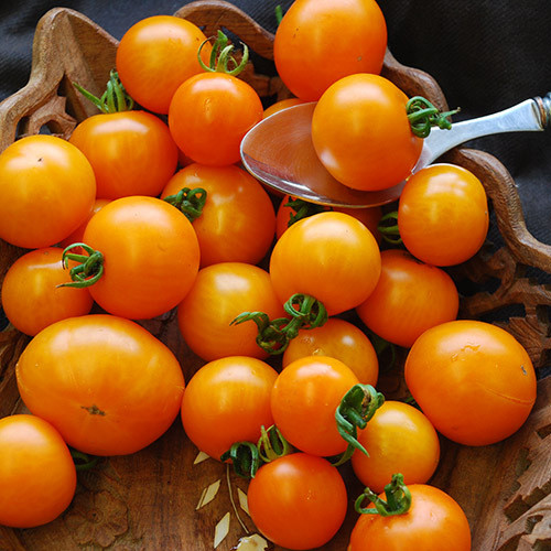 TOMATO SUNGELLA seed image