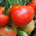 TOMATO SUNSET'S RED HORIZON seed image