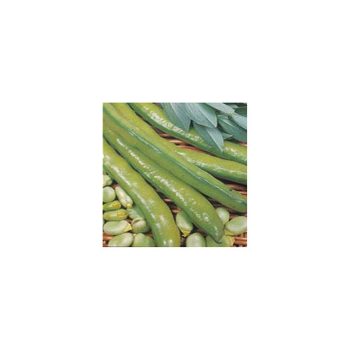 BEAN SUPER AQUADULCE seed image