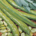 BEAN SUPER AQUADULCE seed image