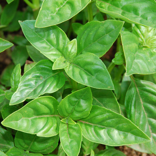HERB SWEET GENOVESE BASIL seed image