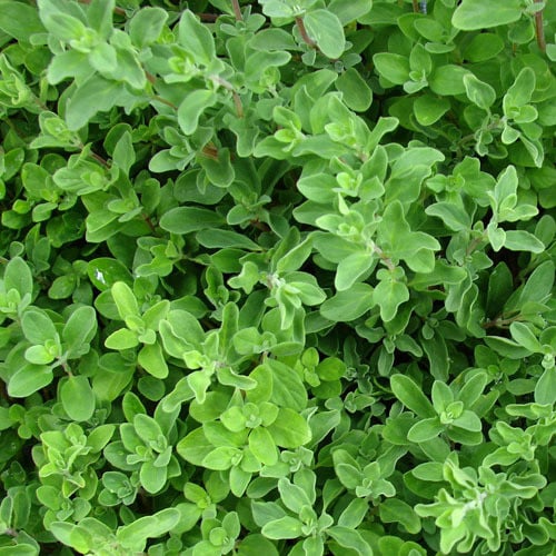 HERB SWEET MARJORAM seed image