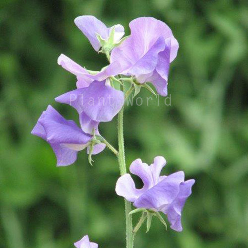 SWEET PEA 'BIG BLUE' seed image