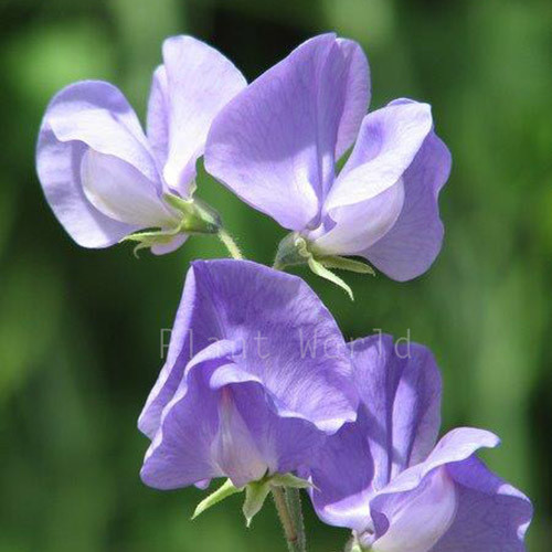 SWEET PEA 'BLUE WONDER' seed image