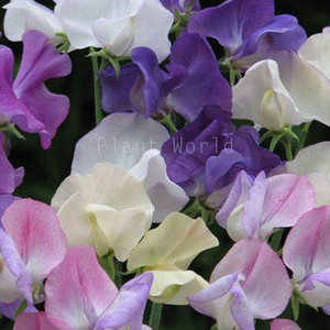 SWEET PEA 'BREATH OF FRESH AIR' seed image