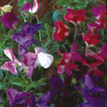 SWEET PEA 'CUPID MIXED' seed image