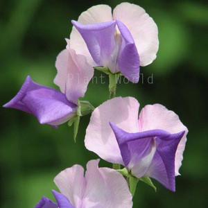 SWEET PEA 'EREWHON' seed image