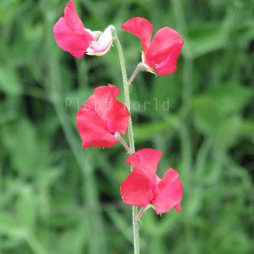 SWEET PEA 'MAMMOTH CRIMSON' seed image