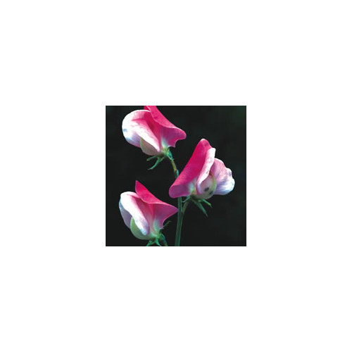 SWEET PEA 'PAINTED LADY' seed image