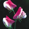 SWEET PEA 'PAINTED LADY' seed image