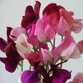 SWEET PEA 'PARFUMIERE MIX' seed image