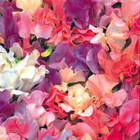SWEET PEA 'PASTEL SUNSET' seed image