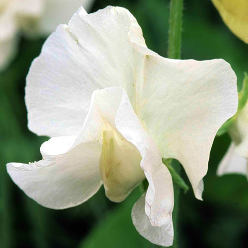 SWEET PEA 'ROYAL WEDDING' seed image