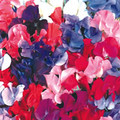 SWEET PEA SPENCER MIXED seed image
