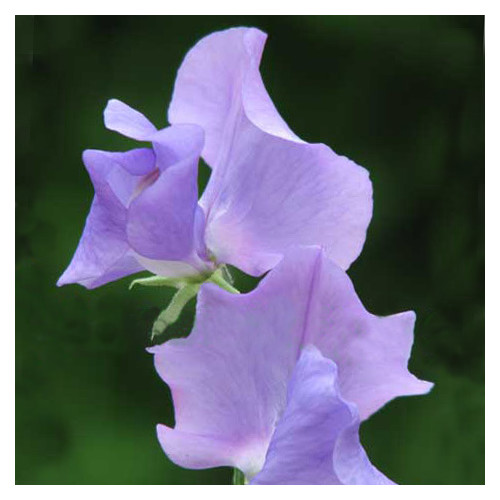 SWEET PEA 'STYLISH' seed image