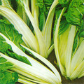 SWISS CHARD SILVER WHITE seed image