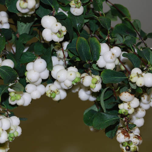 SYMPHORICARPOS ALBUS seed image