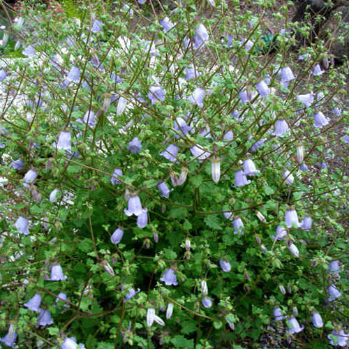 SYMPHYANDRA ARMENA seed image