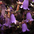 SYMPHYANDRA CRETICA seed image
