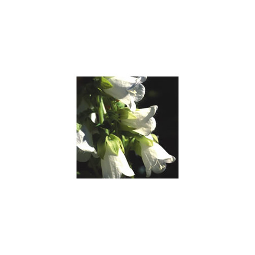 200 graines Fleur-symphyandra hofmanni