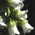 SYMPHYANDRA HOFMANNII seed image